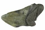 Partial Fossil Megalodon Tooth - South Carolina #125255-1